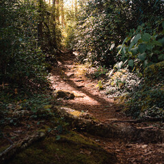 A view of the Wapack Trail where it runs next to Binney Pond. The trail is going through Mountain Laurel and the early morning sunlight is shining down the path in Southern New Hampshire.