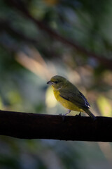 Colorful Violaceous Euphonia Perched in the Tropical Canopy