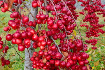 Bright red crab apples shining in the sunlight.