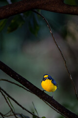 Colorful Violaceous Euphonia Perched in the Tropical Canopy