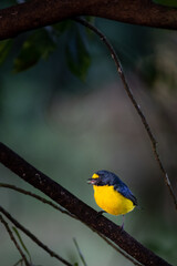 Exotic Blue and Yellow Songbird in Costa Rica’s Jungle