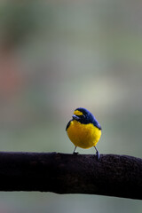 Exotic Blue and Yellow Songbird in Costa Rica’s Jungle