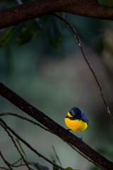 Vibrant Tropical Songbird in its Natural Habitat