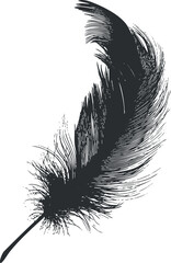 Obraz premium Black silhouette illustration of a detailed feather with fine lines and soft texture on white background