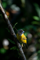 Tiny Jewel of the Rainforest: Violaceous Euphonia