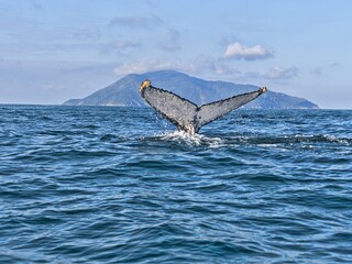Brazil. island, Ilhabela, is ideal for observing Humpback Whales, Megaptera novaeangliae