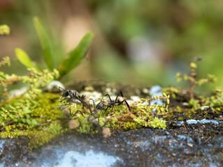 Brazilian Ata ants carry food along a branch