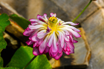 Macro details of a pink and white waterlily