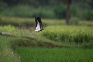 A vibrant Red wattled lapwing in mid flight  gracefully in lush green grass field, in natural daylight.
