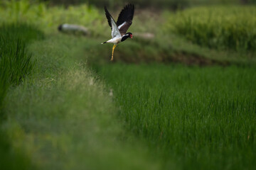 A vibrant Red wattled lapwing in mid flight  gracefully in lush green grass field, in natural daylight.