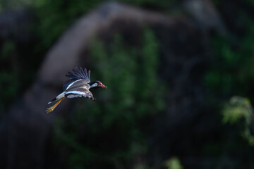 A vibrant Red wattled lapwing in mid flight  gracefully in lush green grass field, in natural daylight.