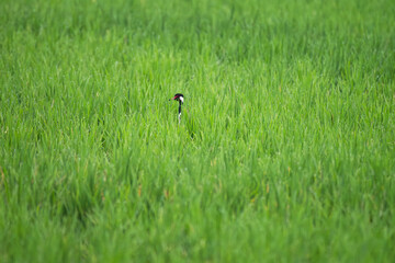 A vibrant Red wattled lapwing standing gracefully in lush green grass field, in natural daylight.