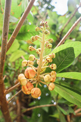 Botton view of  Couroupita guianensis flowers, common names including cannonball tree  has orange-red petals, big red flowers, and blurred leaves background.