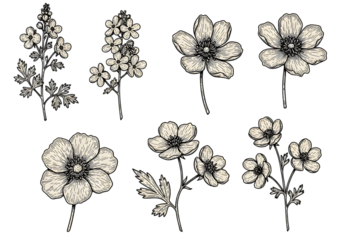 Vintage Floral Illustration on Transparent Background Isolated Design