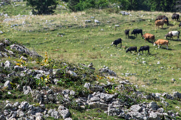 Troupeau de vaches &agrave; l&rsquo;alpage