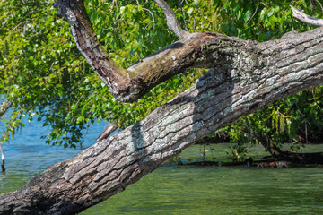 Rivage sauvage du lac Léman au printemps