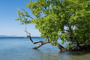 Rivage sauvage du lac L&eacute;man au printemps