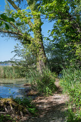 Rivage sauvage du lac Léman au printemps