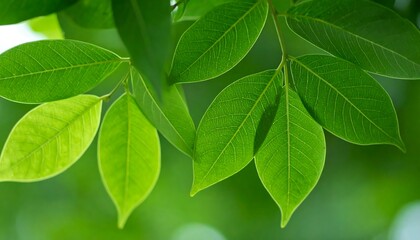 Fototapeta premium Close-up vibrant green leaves (1)