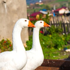 Obraz premium Geese Portrait Rural Setting