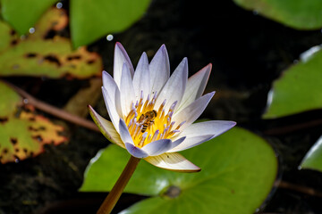 Honeybee on White Lotus Flower Pollination Close-Up