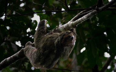 Curious Sloth Relaxing by the Beaches of Manuel Antonio