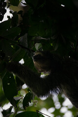 Tropical Icon: Sloth in the Magical Cloud Forest of Costa Rica