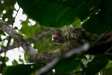 Gentle Sloth Resting in the Misty Cloud Forest of Monteverde