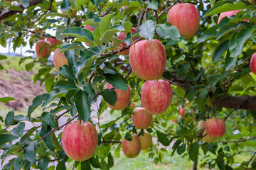 Delicious apple variety Shinano Dolce from the orchard.　