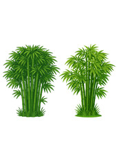 Illustration of Lush Bamboo Grove with Grass