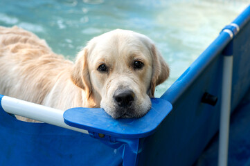 Golden retriever puppy in a refreshing pool on a sunny day