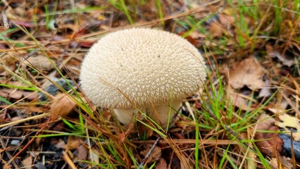 Autumn white mushroom with needles on an autumn background of leaves and yellow grass