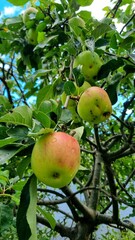 Garden tree with an apple tree, a branch with green apples in the sunlight in summer among green leaves.