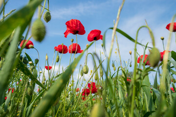 Blossom poppy flowers on the meadow - Image