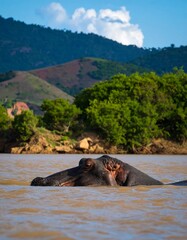 Fototapeta premium Hippopotamus in African River (1)
