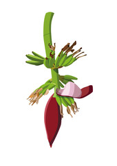 green and yellow banana fruit raw and ripe on white background illustration vector.Green bananas growing with a purple banana blossom (banana heart) among broad leaves fresh tropical agriculture scene