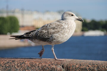 portrait of a seagull in St. Petersburg