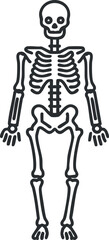 Simple black and white illustration of a human skeleton showing bones and anatomy in a standing position.