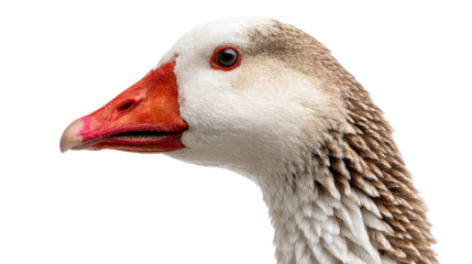 Detailed profile of a goose with distinctive features on a white isolated background.