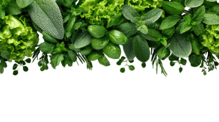 Fresh green herbs and leafy vegetables on a white isolated background.