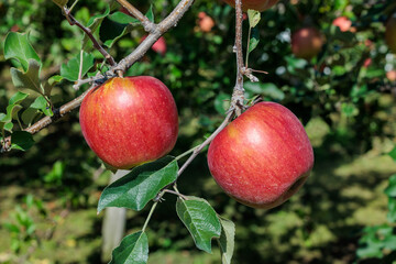 Delicious Shinano sweet apples ripened in the orchard.