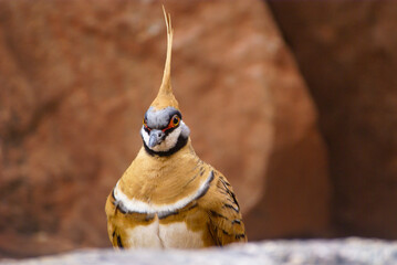 Spinifex pigeon, Geophaps plumifera, dove in natural habitat, West Macdonnell Ranges, Australia