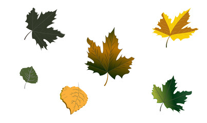Colorful autumn leaves isolated on white background