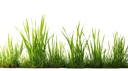 Fototapeta premium Green grass blades, vibrant texture, isolated on white background.