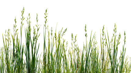 Fototapeta premium Green grass with tall plumes swaying gently, white isolated background.