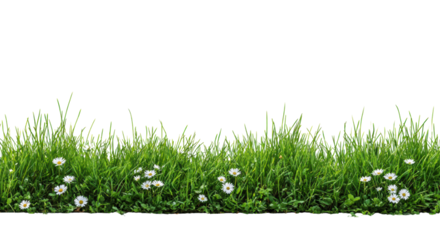 Green grass with white daisies on a white isolated background.