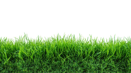 Obraz premium Lush green grass with vibrant blades on a seamless black background, perfect for die-cut designs.