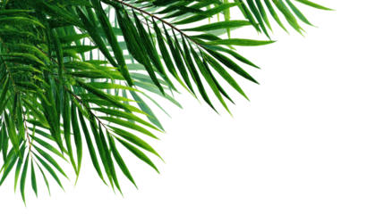 Palm leaves design with vibrant green hues, isolated on a white background.