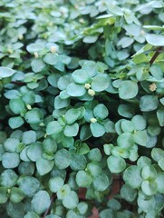 Close up of a flowering pilea glaucophylla 