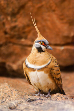 Spinifex pigeon, Geophaps plumifera, dove in natural habitat, West Macdonnell Ranges, Australia